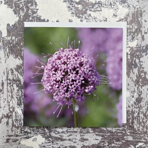 Allium-in-Pink-Greeting-Card-by-Sarah-Taylor-Studio